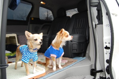 �V�^�G�X�e�B�}�@de Enjoy�@�Ԓ���